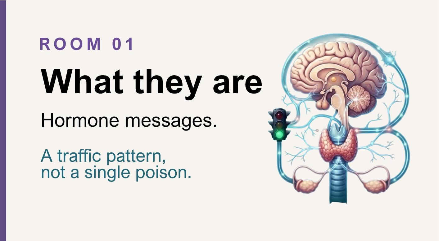 What endocrine disruptors are: hormone messages, not one poison.