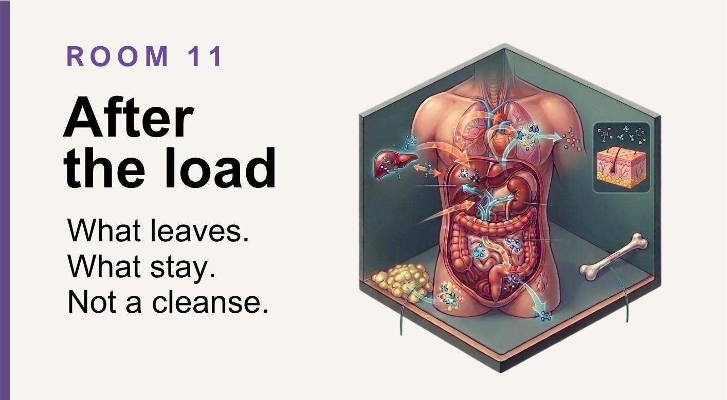 After the load: what leaves, what stays, not a cleanse.